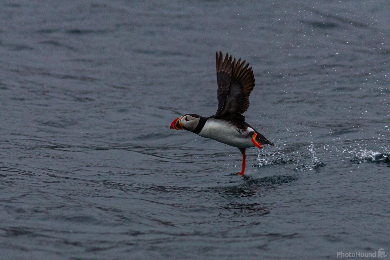 Image of Puffin photography boat trip by Dancho Hristov