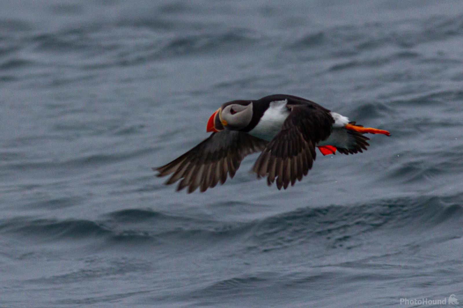 Image of Puffin photography boat trip by Dancho Hristov