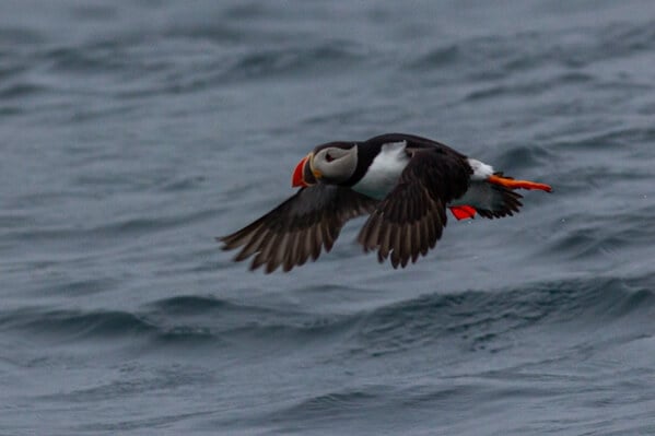 Puffin photography