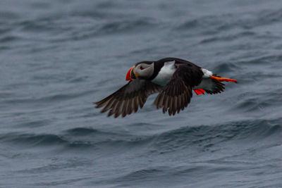 Norway pictures - Puffin photography boat trip