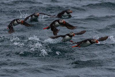 photos of Norway - Puffin photography boat trip
