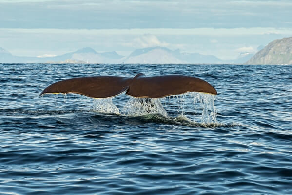 Sperm Whale photography