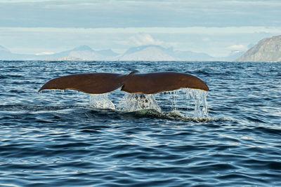 Norway pictures - Whale and bird photography boat trip