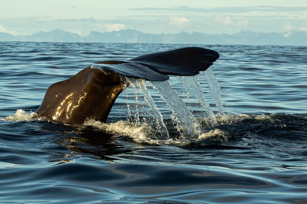 Sperm Whale photography