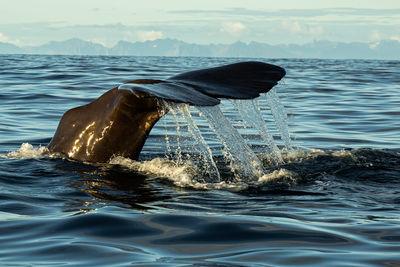 photo spots in Norway - Whale and bird photography boat trip