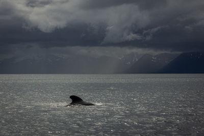 images of Norway - Whale and bird photography boat trip