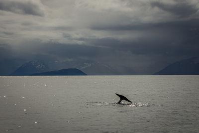 pictures of Norway - Whale and bird photography boat trip