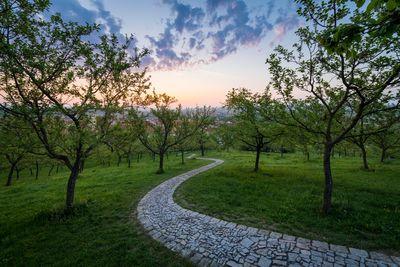 photo spots in Prague - Winding path at the Petrin hill