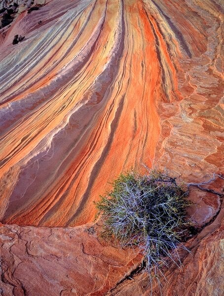Brittle Bush and Sandstone next to the Second Wave