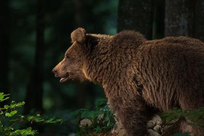 Slovenia pictures - Brown Bear Photography