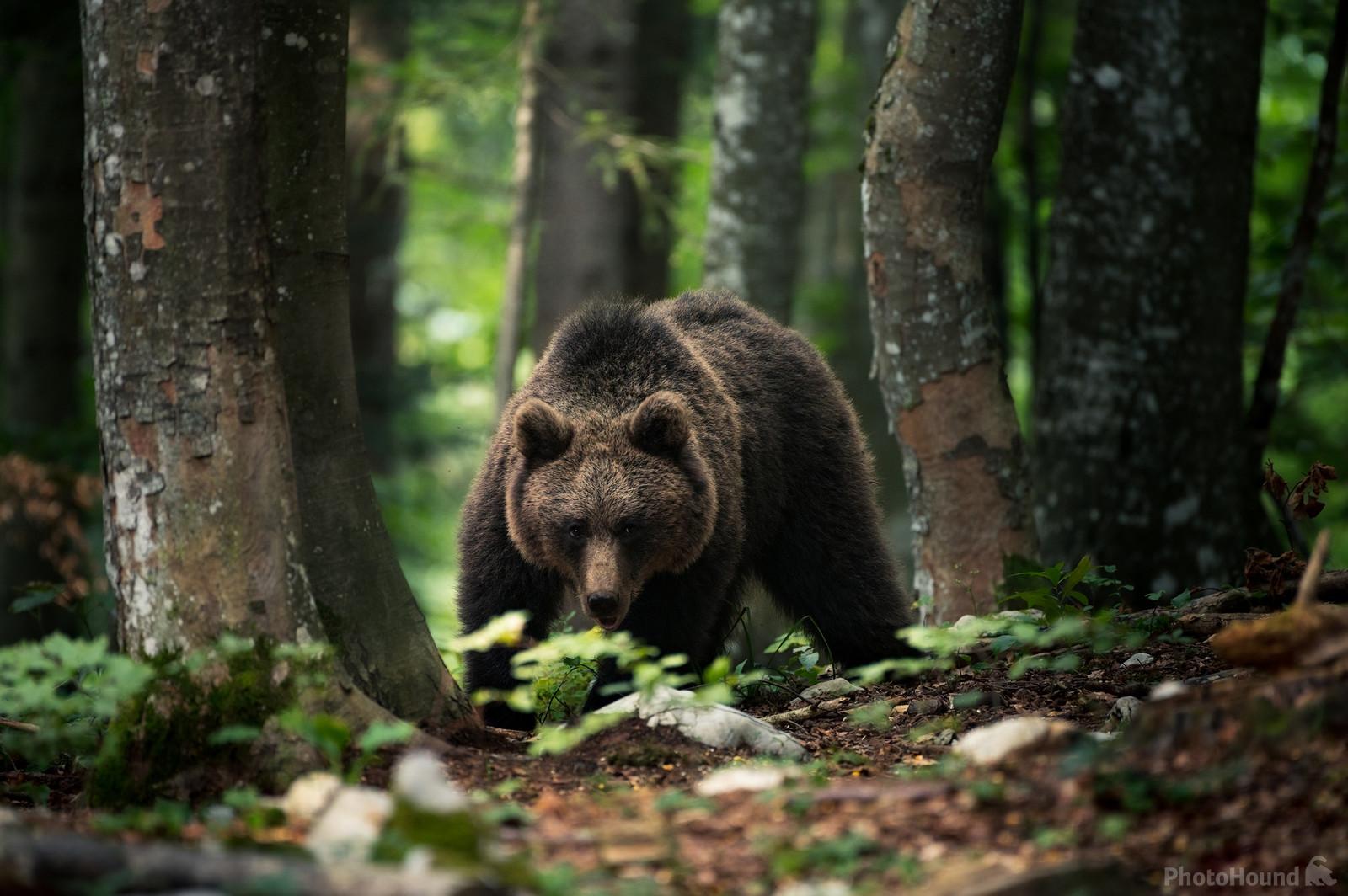 Image of Brown Bear Photography by Luka Esenko