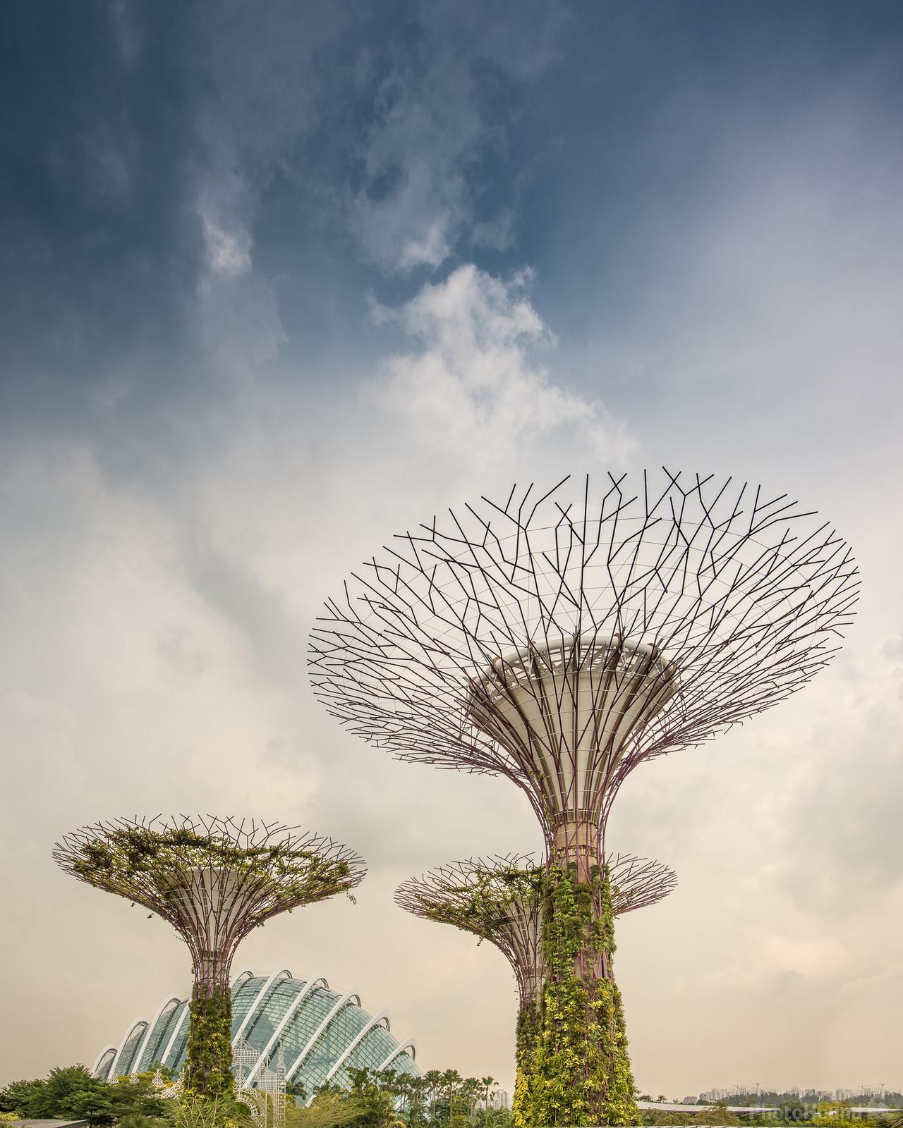 Image of Supertree Grove by Mathew Browne