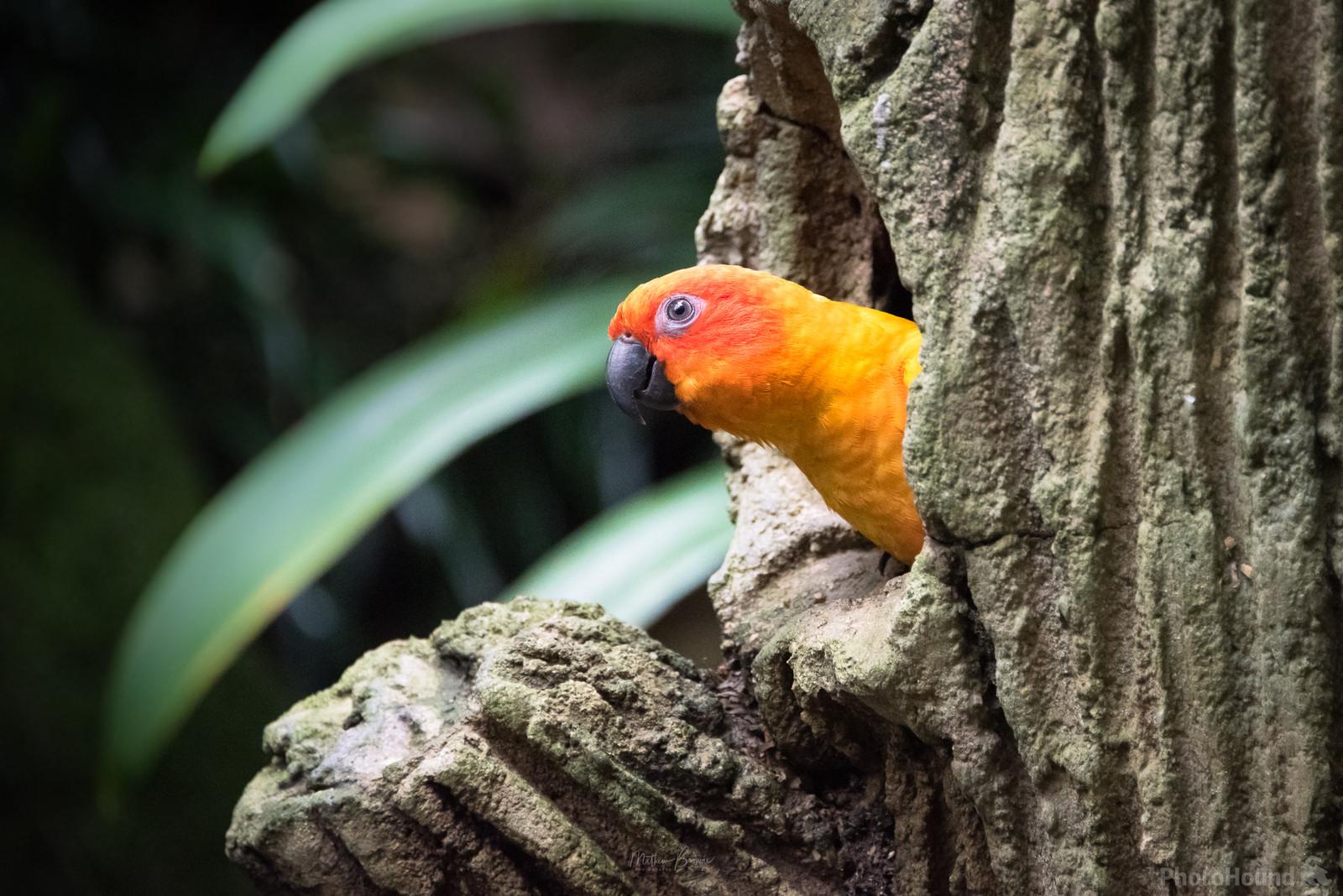 Image of Jurong Bird Park by Mathew Browne