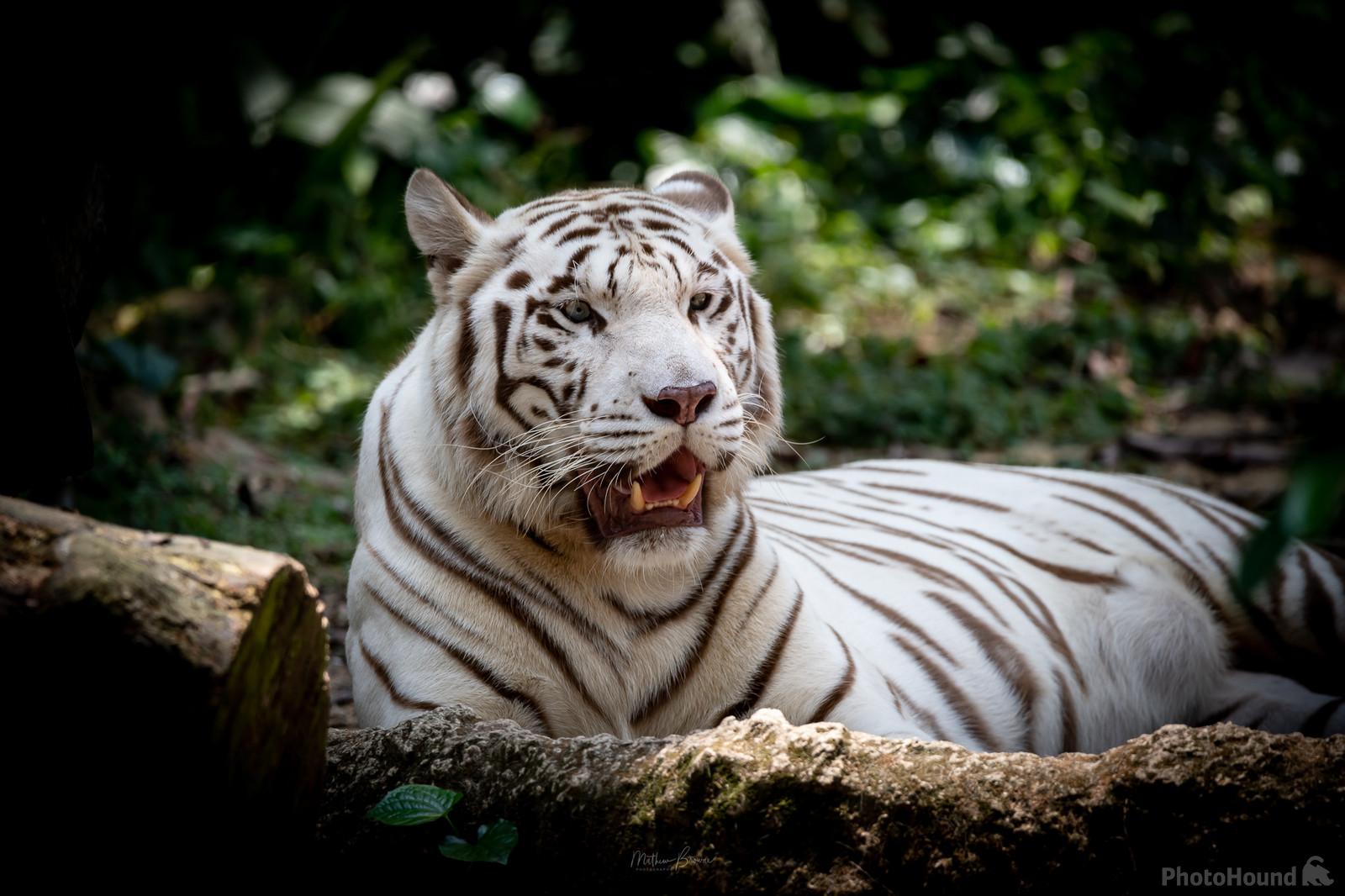Image of Singapore Zoo by Mathew Browne