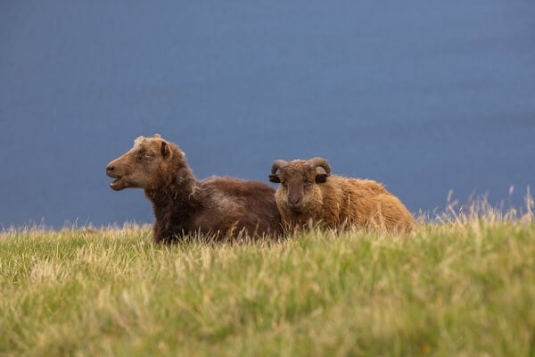 Some Faroe Sheeps on the way.