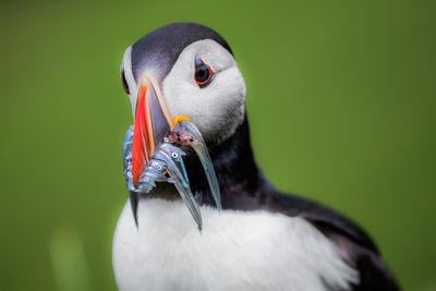 Puffin on Mykines island