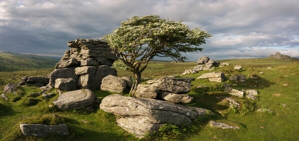 Mayflower on the Hawthorn at Emsworthy Rocks, Looking north east in late May