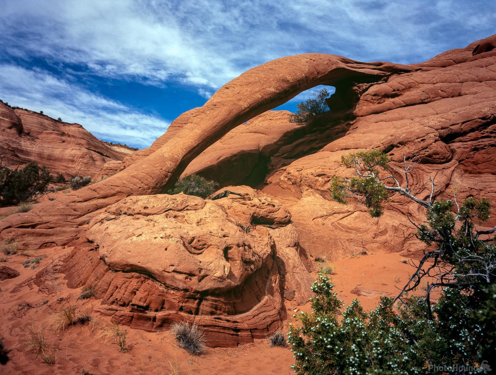 Image of Cobra Arch by Laurent Martres