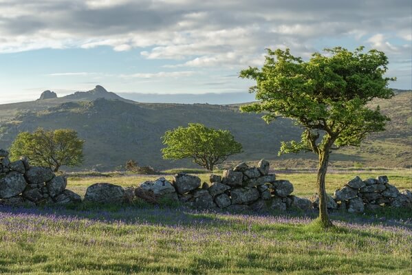 Holwell Lawn dry stone walls and hawthorn at sunrise in May looking east towards Haytor.