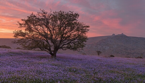 Holwell Lawn hawthorn and bluebells at sunrise in May looking east towards Haytor.
