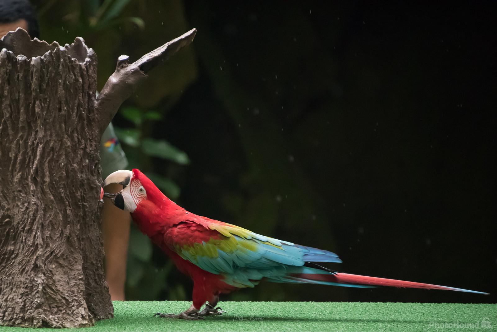 Image of Jurong Bird Park by Mathew Browne