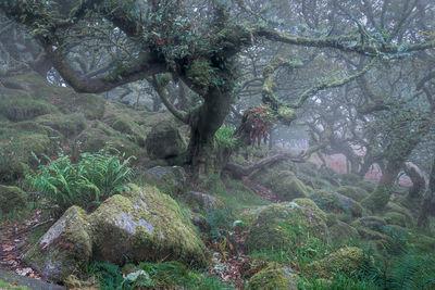 photos of Dartmoor - Wistman's Wood