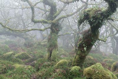 images of Dartmoor - Wistman's Wood