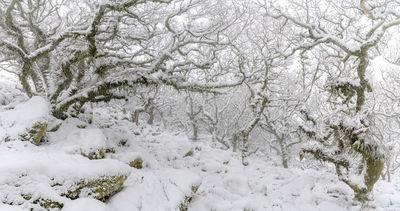 Heavy snowfall and fog in Wistman's Wood in the winter.
