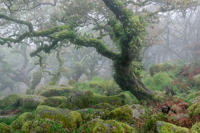 images of Dartmoor - Wistman's Wood