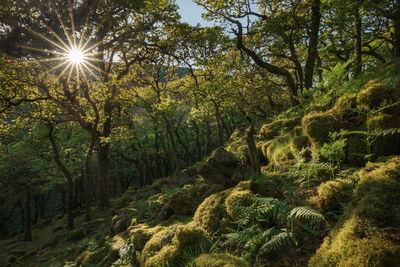pictures of Dartmoor - Piles Copse