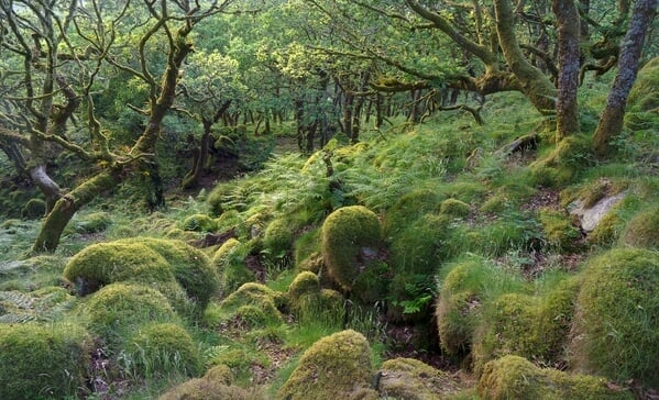 A late spring evening in the wood with foreground clitter rock and moss.