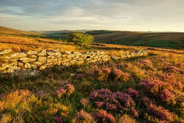 A dry stone stone wall, on the lower slopes, looking south west in late summer with the heather in full bloom.