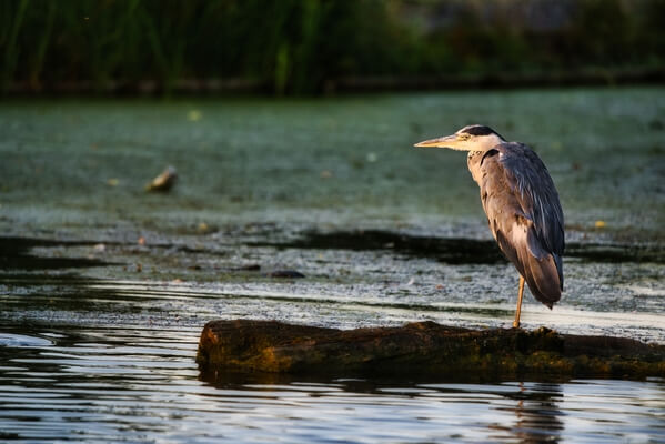 A resident of Heron Pond.