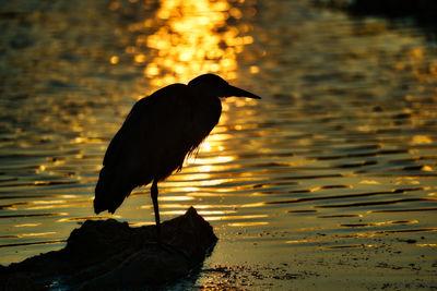 Gray Heron silhouette at the setting sun