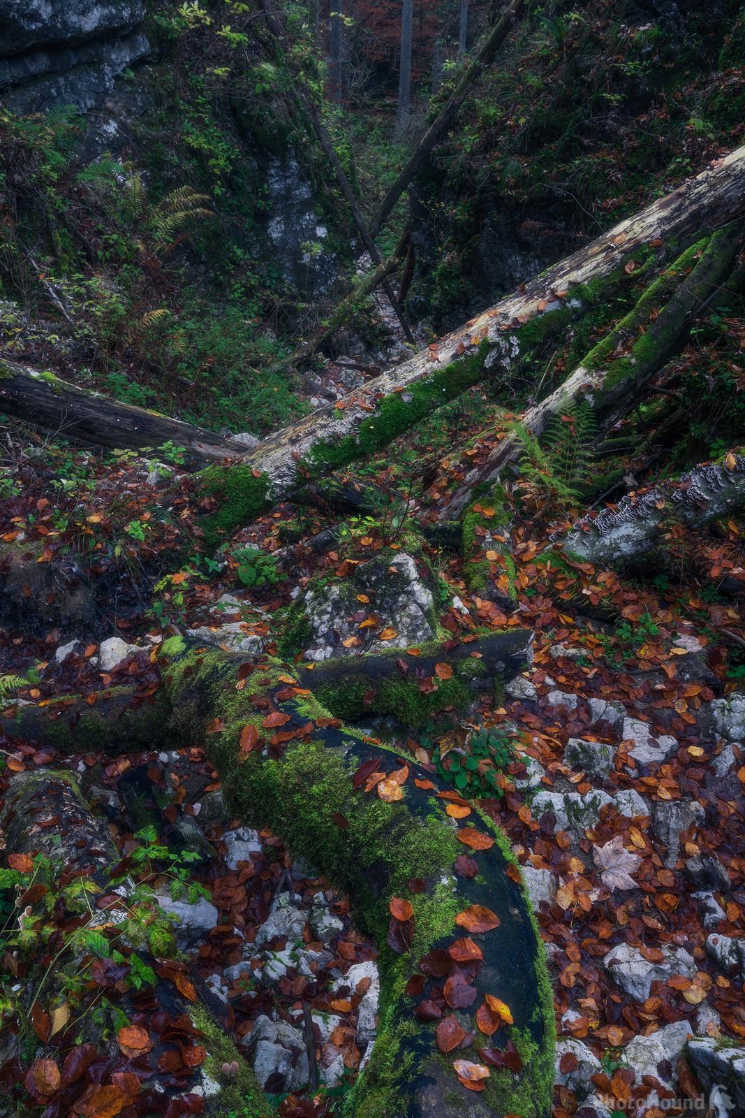 Image of Pokljuka Gorge by Luka Esenko