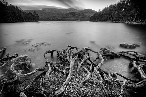 Tree roots stretch into the loch