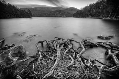 Tree roots stretch into the loch