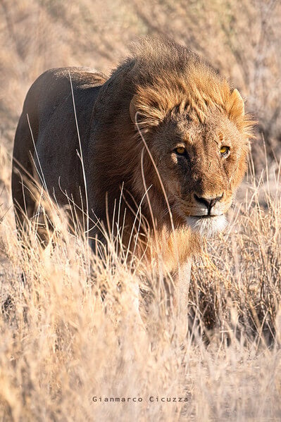 This male lion was hunting the area of Etosha close to Namutoni. We managed to get very close with our car to the point that i could feel the lion breathing. He was hunting with two lioness and they were constantly smelling the air for preys. Really mind blowing experience.