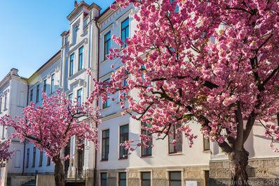 Slovenia photos - Japan cherry blooming in Idrija
