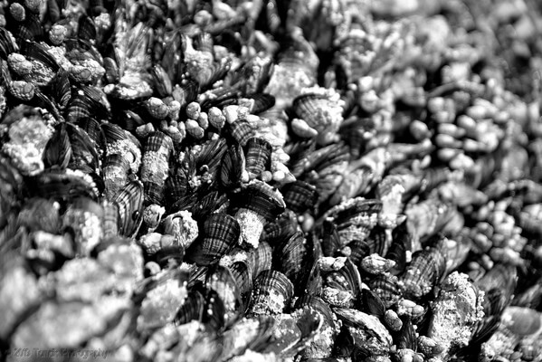 Barnacles on a sea stack at Ruby Beach.