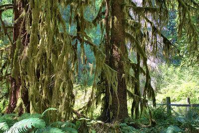 images of Olympic National Park - Hall of Mosses