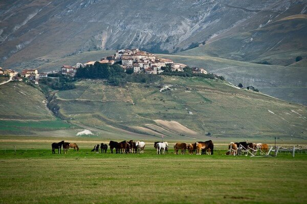 Horses in the plains under the Castelluccio village