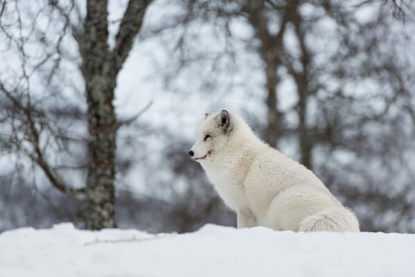 Polar Park - Arctic Wildlife Centre - arctic fox