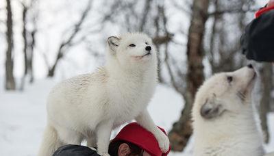 Polar Park - Arctic Wildlife Centre - feeding arctic foxes
