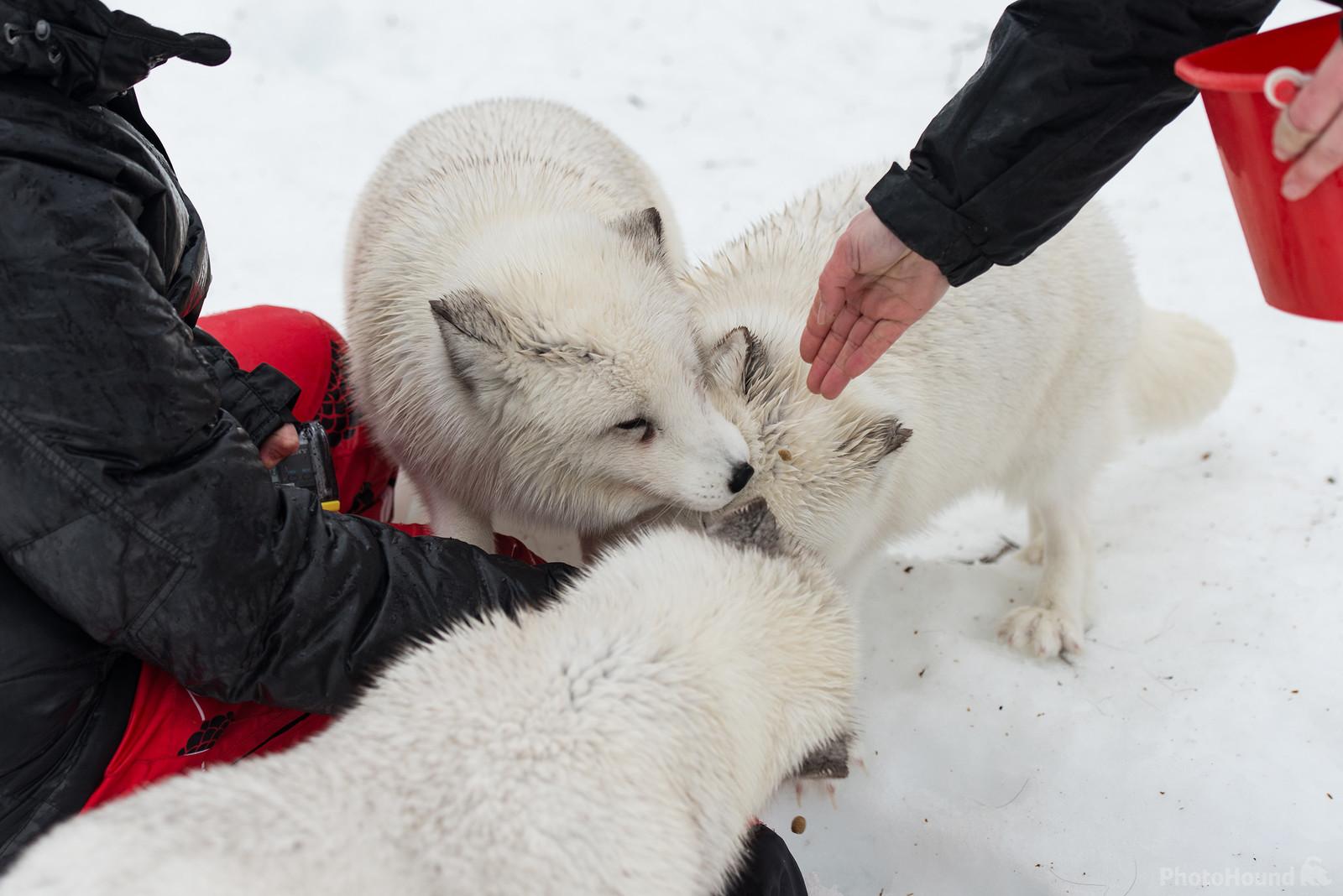 Image of Polar Park - Arctic Wildlife Centre by Luka Esenko