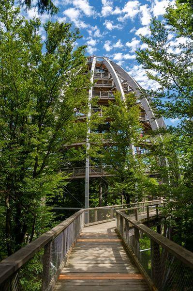 The observation tower of the Treetop Walk