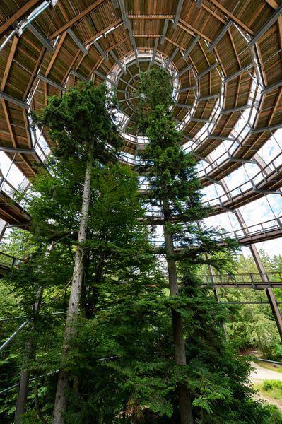 Interior of the observation tower of the Treetop Walk Bayerischer Wald