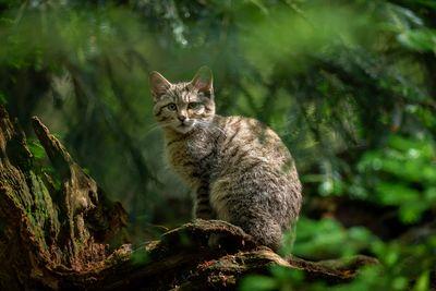 European wildcat in the Wildlife Park Bayerischer Wald