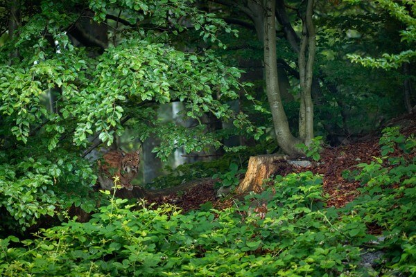 Lynx hidden in the shadow of the forest in Wildlife Park Bayerischer Wald