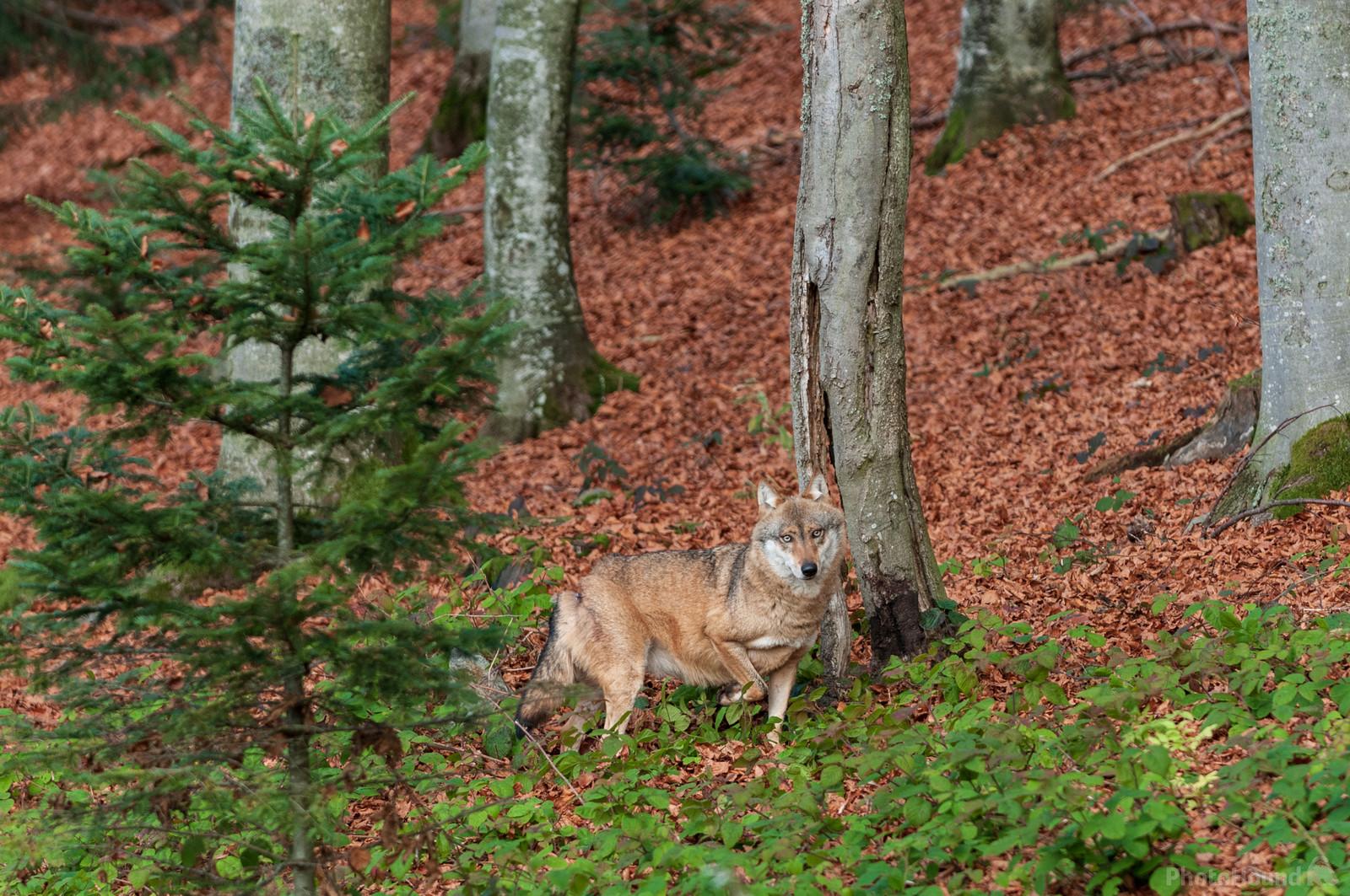 Image of Wildlife Park Bayerischer Wald by Luka Esenko